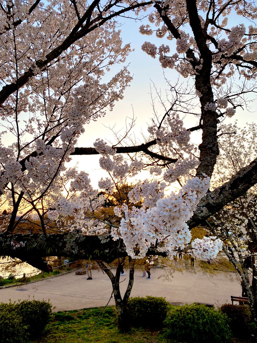 「桜満開 」|チャコルのイラスト