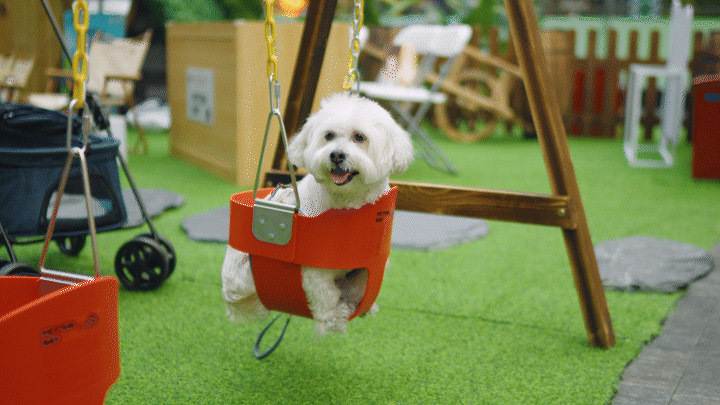 NancyinNanshan's tweet photo. π’πΎIt was amazing to see cute furry animals playing in such wonderland filled with "mushroom forests", #Hobbit cabins and cozy swings. All were specially designed for pets and their owners to have a great time.πππ·ππ» #TheMixcWorld #TrendyNanshan #hobbithouse #catlovers https://t.co/jHfWNKzNCI