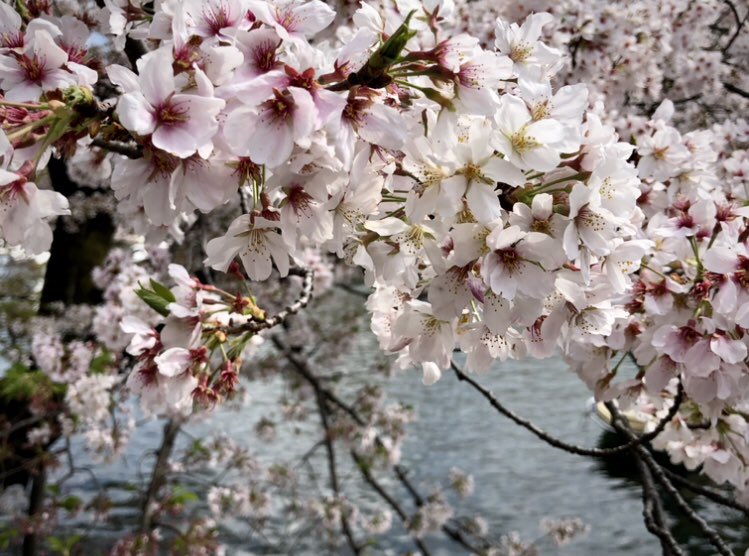 「吉祥寺井の頭公園七井橋とヒョウタン橋の桜。満開は少し過ぎてしまいました。オヤツに」|槻城ゆう子＊漫画新作準備中のイラスト