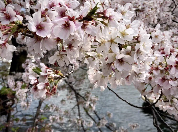 吉祥寺井の頭公園七井橋とヒョウタン橋の桜。満開は少し過ぎてしまいました。オヤツに園内にあるブルースカイコーヒーのねこドーナツ、袋がコタツになってて寝姿がかわいい。素朴なお味で美味しかったです。 