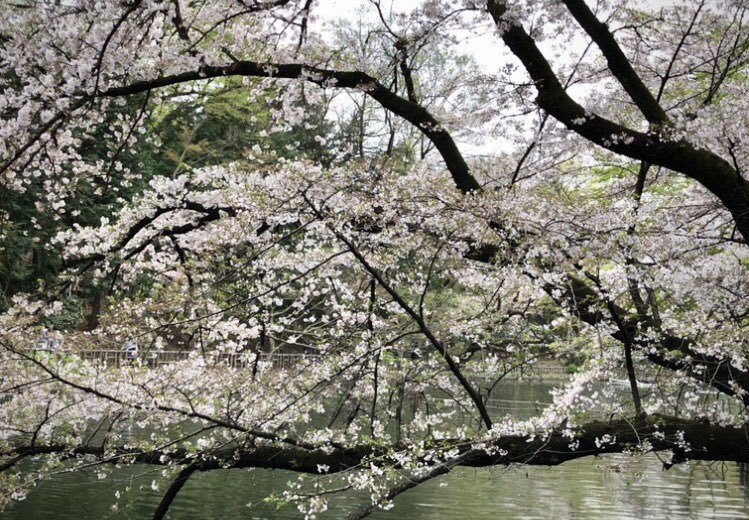「吉祥寺井の頭公園七井橋とヒョウタン橋の桜。満開は少し過ぎてしまいました。オヤツに」|槻城ゆう子＊漫画新作準備中のイラスト