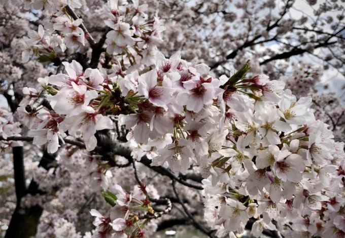 吉祥寺井の頭公園七井橋とヒョウタン橋の桜。満開は少し過ぎてしまいました。オヤツに園内にあるブルースカイコーヒーのねこドーナツ、袋がコタツになってて寝姿がかわいい。素朴なお味で美味しかったです。 