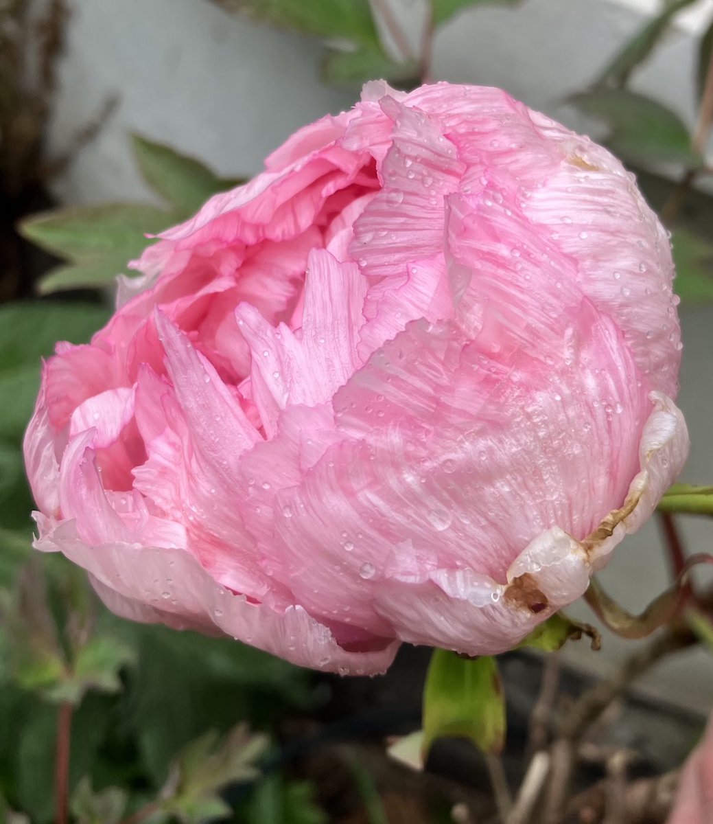 The first tree peony is opening in the (south-facing) front garden #madMarch