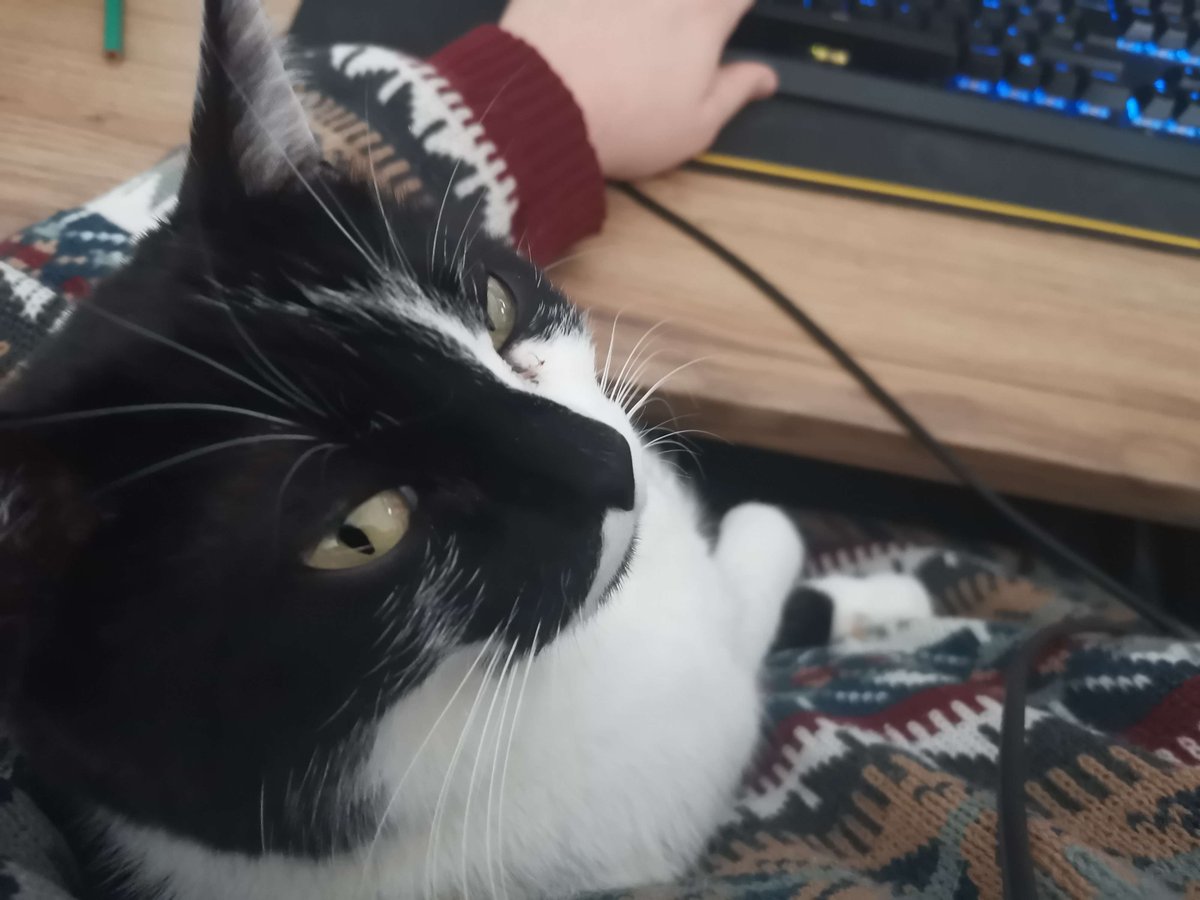 Ronan_Senpi's tweet image. Pas la façon la plus efficace de travailler, mais l&apos;une des plus confortables!🐈🐈

Not the most efficient way to work but one of the most comfortable!🐈🐈