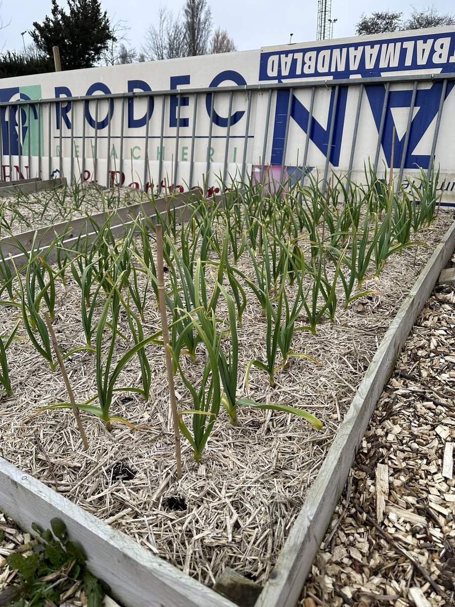EmielN's tweet photo. Mooie grote knofloken in de grond (en er boven). In Juli mogen ze er uit 🤗👍 https://t.co/ddJWjuotN3