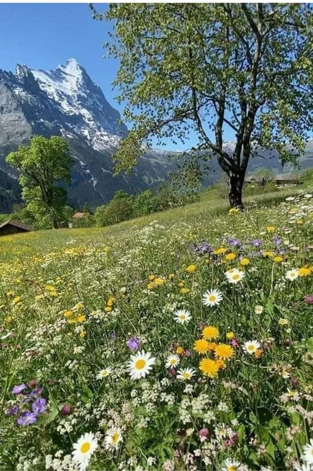 cevreormanorgtr's tweet photo. Dağda kar yerde bahar
Ne güzel bir manzara https://t.co/r48ZAgbHJ2