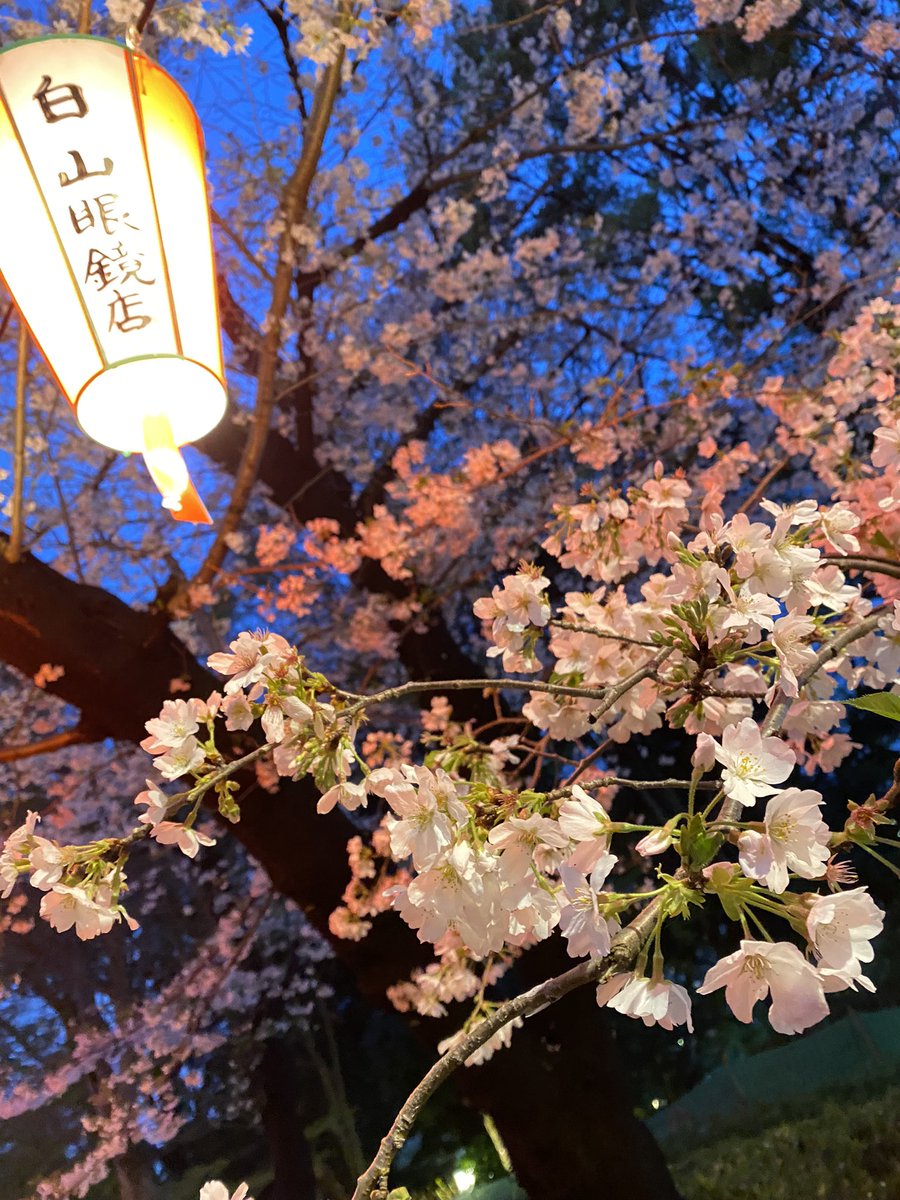 T_maskmen16's tweet photo. 桜の季節だな🌸

都内は満開だね、みなさん久しぶり
帰ってきたぜ‼️ https://t.co/bns2Han6Bg