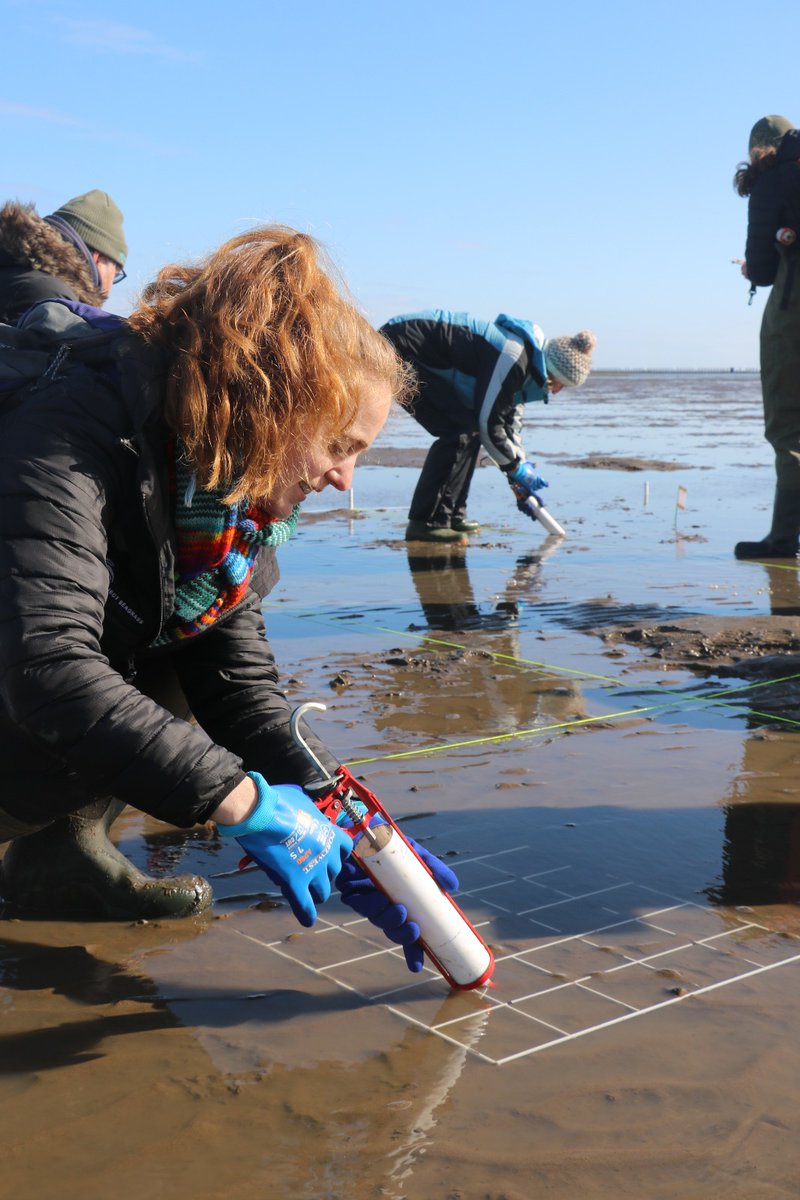IssyKey's tweet image. #Seagrass restoration in the #FirthofForth is officially underway!

It was such a treat to help inject seeds into the mudflats - now we just have to wait patiently for them to germinate🌱

Huge congrats to the Restoration Forth team who organised this so elegantly 👏