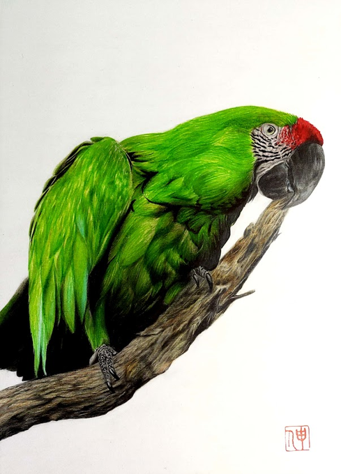 「parrot」 illustration images(Latest｜RT&Fav:50)