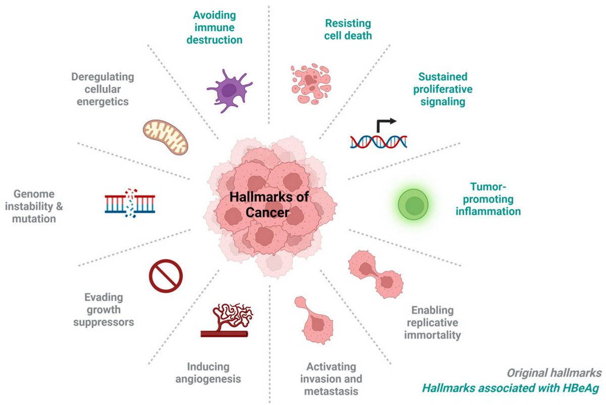 VirusesMDPI's tweet photo. Padarath et al, summarised the various signalling pathways through which #HBeAg and its precursors can promote #hepatocarcinogenesis via the various hallmarks of #cancer.
👉Read the full text here: https://t.co/269Rj54Nvt https://t.co/Cevn83des0