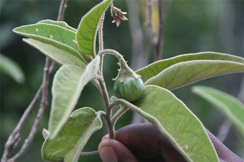 johnmark_mufc's tweet photo. Knowledge on toxicity of weeds is important in ensuring safety of humans and animals living on the same farm. The most toxic weeds in an area are well known by farmers @OtuniWilson @ELukeine35937 @Yussuf_ace @GeraldinLengai1 https://t.co/0Cl8C11KyD