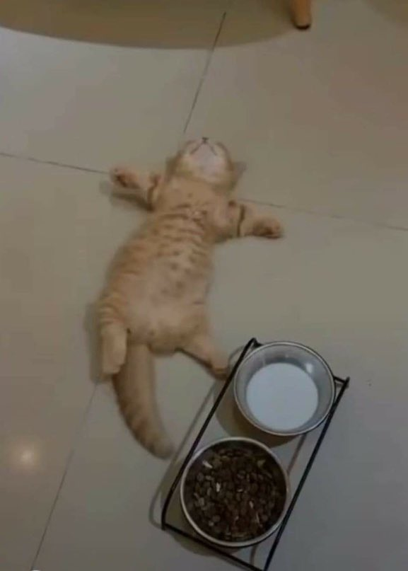 CatWorkers's tweet photo. How your email finds me: https://t.co/uChXnaLN8h