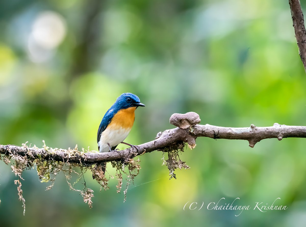 chaithanyak's tweet photo. Tickell's blue flycatcher
A beautiful and colourful bird from the woods of Thattekad, Kerala
#nature #birdphotography
#BBCWildlifePOTD #WaytoWild #ThePhotoHour #nature #IndiAves #IndianBirds #birds #birdphotography #birdsoftwitter
@WildlifeMag #nikon #Kerala #birdsofkerala https://t.co/50eoxEW4XX