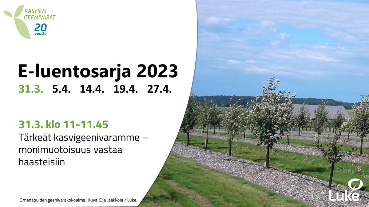 Viljelykasvien monimuotoisuutta tarvitaan, kun vastataan ilmastonmuutoksen, ruokaturvan, omavaraisuuden ja kestävän viherympäristön haasteisiin. Tästä kuullaan Luken e-luentosarjan aloitusluennolla 31.3., tervetuloa! LUENTOJEN LINKIT▶️luke.fi/fi/ajankohtais… #kasvigeenivarat