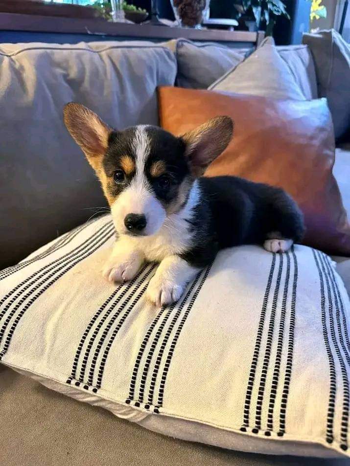 RegularPetCare's tweet photo. 🐾🌟 Meet the tiniest, most adorable pup you've ever seen! 😍 This little furball is stealing hearts and spreading joy wherever they go. 🐶💖 Warning: Cuteness overload ahead! 🚨 #TinyPup #PawsitivelyAdorable #DogLovers https://t.co/cnrVLFzbqe