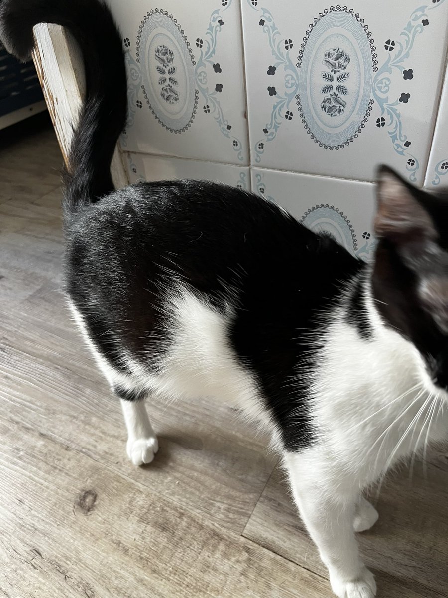 isaruby29's tweet image. Mi lunita embarazada ya queda menos #moix  #gatoslove #bebestini