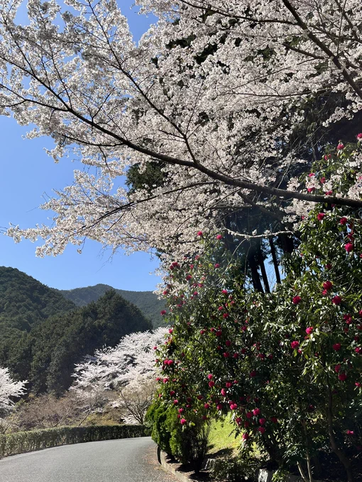 綺麗な桜を見てきたで*・ 