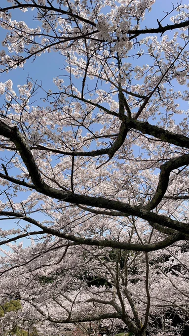 綺麗な桜を見てきたで*・ 