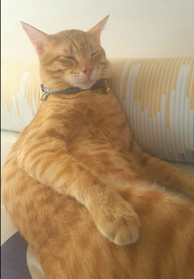 lumpiachronicle's tweet photo. Me when watching anything on screen:
#signsof
#gingerboiz
#GingerStrong
#puspinlove
#adoptdontshop https://t.co/l4ENsRpfpe
