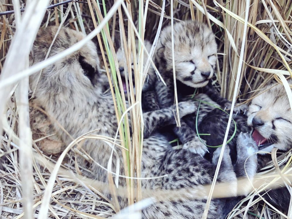 minforestmp's tweet image. 𝐋𝐢𝐭𝐭𝐥𝐞 𝐁𝐮𝐧𝐝𝐥𝐞 𝐨𝐟 𝐉𝐨𝐲
---
➡️ A milestone event in history of wildlife conservation of India.
➡️ Four cubs have been born to one of the cheetahs translocated to India on 17th September 2022.

#CheetahStateMP
#JansamparkMP