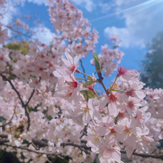花見(アンコール) 