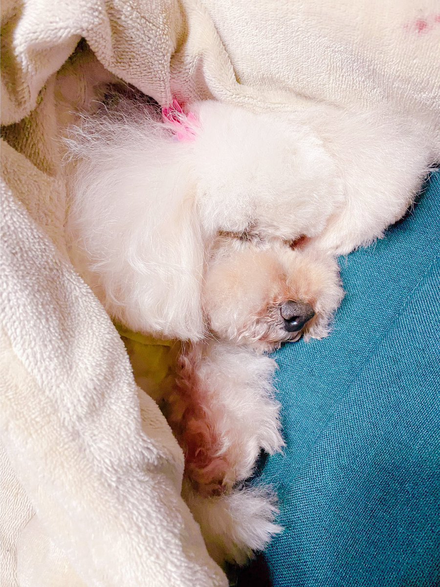 帰宅したらトリミング疲れのわんこがいた🐶 https://t.co/0DPDsk4mY6