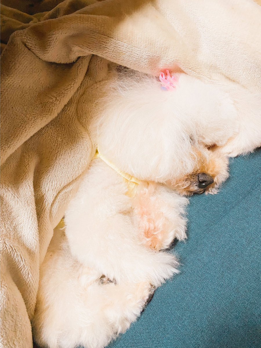 帰宅したらトリミング疲れのわんこがいた🐶 https://t.co/0DPDsk4mY6