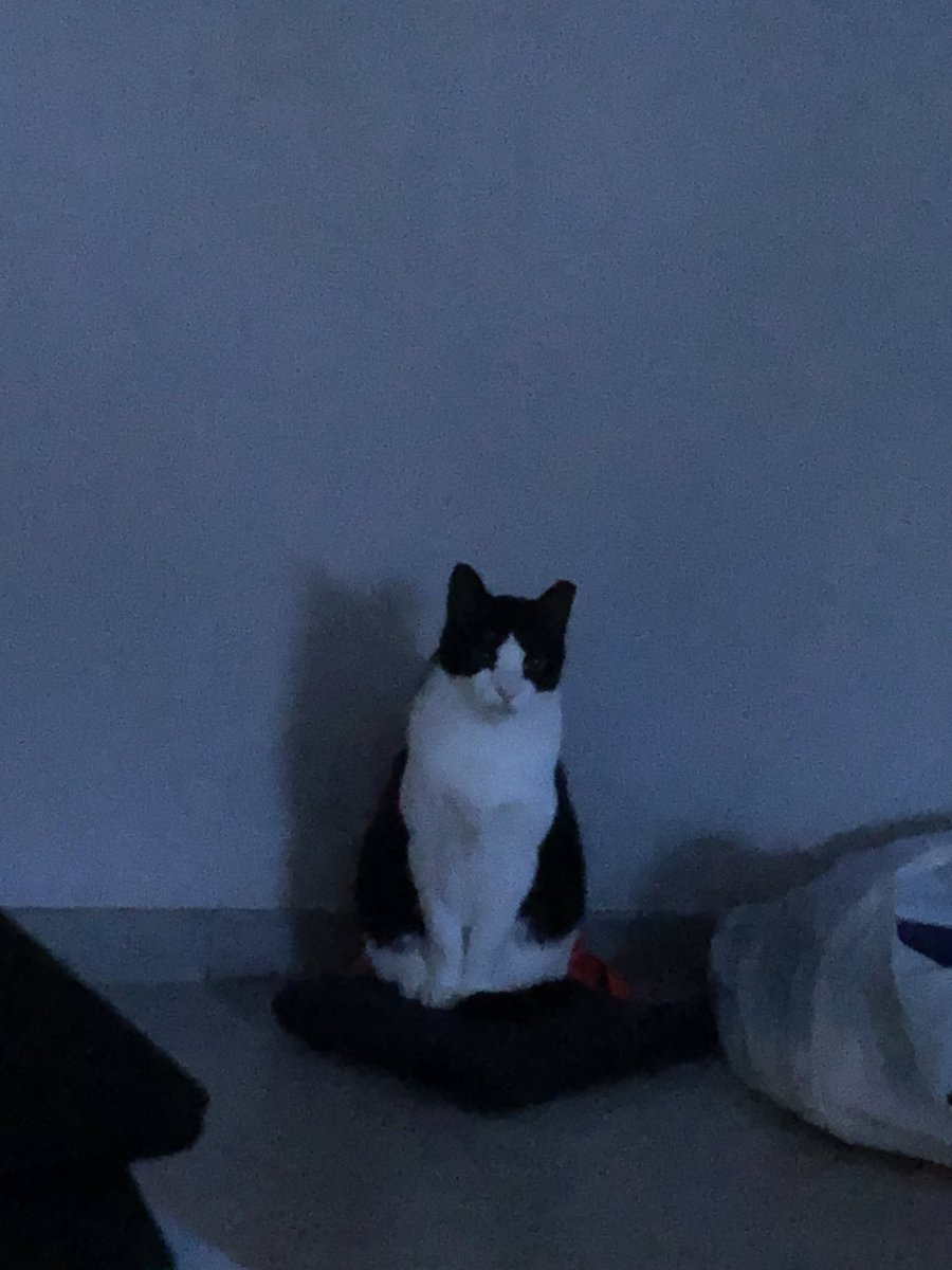 도도다다냥 (@dodo_dadada) on Twitter photo 