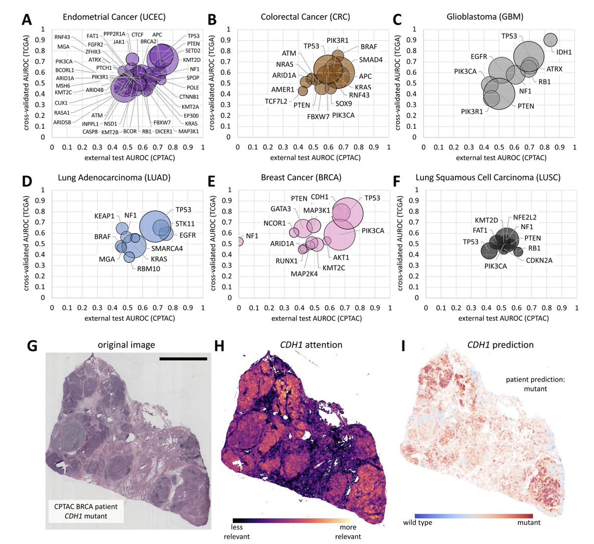 Happy to share our new article <a href="/Nature_NPJ/">npj Journals</a>: we show that #AI can detect mutations from histopathology in several cancer types. For the first time, we validate *all* of our predictions in an external cohort. nature.com/articles/s4169… <a href="/lester_saldanha/">Oliver Lester Saldanha</a> <a href="/EKFZdigital/">Else Kröner Fresenius Center for Digital Health</a> <a href="/NCT_HD/">NCT Heidelberg</a> <a href="/NCT_UCC_DD/">Nationales Centrum für Tumorerkrankungen Dresden</a>