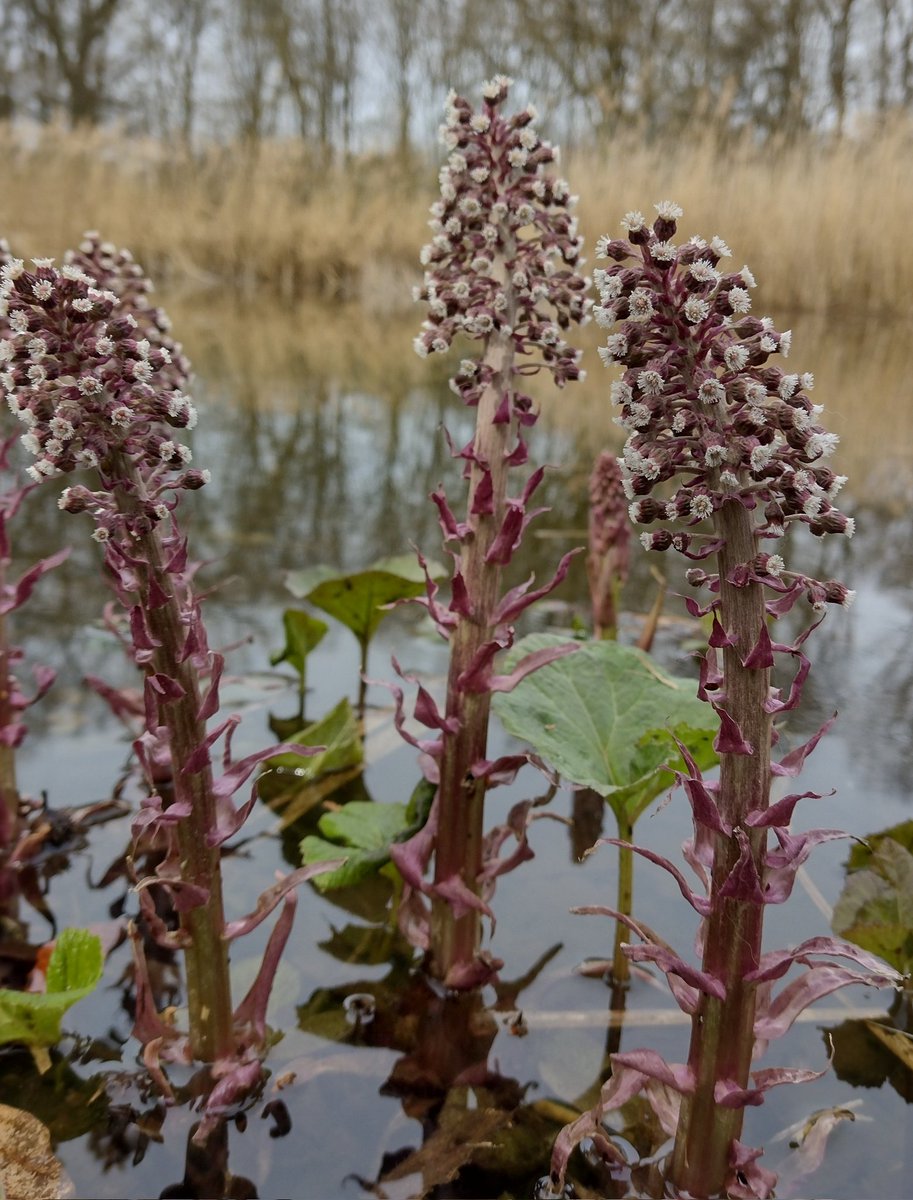 De bloeiwijze van Groot hoefblad (Petasites hybridus) bestaat uit uitsluitend mannelijke of juist vrouwelijke bloemen. Hier in de vijver van de Hortus in Nijmegen staan een aantal vrouwtjes. Over een maand zijn de bloeiwijzen verdwenen en de bladeren 10x zo groot!