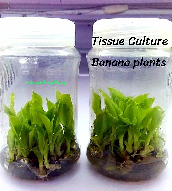 Banana Tissue culture plant ☘️
#tissueculture #bananaplant #planttissueculture #biotechnology #tissueculturelab