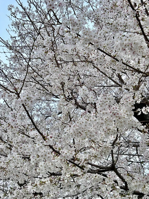 満開だたよ〜〜 