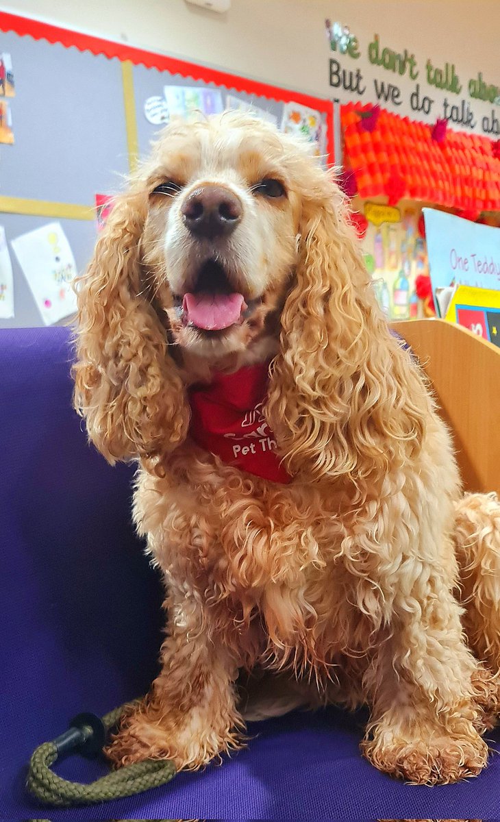 huwrob62's tweet photo. A quick visit today ☺️
Have a Lovely Holiday everyone. See you in a couple of weeks 👍🏻
@LodgeHillPS @CariadPet
#pettherapy #dogsofinstagram #therapydog #therapydogsofinstagram #animalassistedtherapy #therapyspaniel #roanspaniel #wellbeing #cariadpettherapy https://t.co/mBtxVLrBww