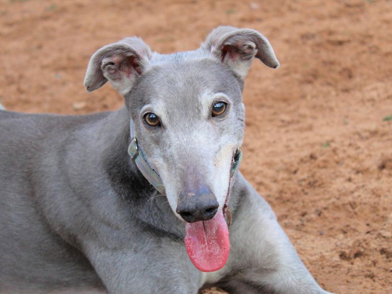 Please retweet to help Charlie find a home #WESTMIDLANDS #UK 

Aged 8, Charlie has been waiting for a home for a few years now. He's aged 8 and is looking for a quiet, adult home as the only pet. Please read full details, contact the shelter for full info
dogstrust.org.uk/rehoming/dogs/…