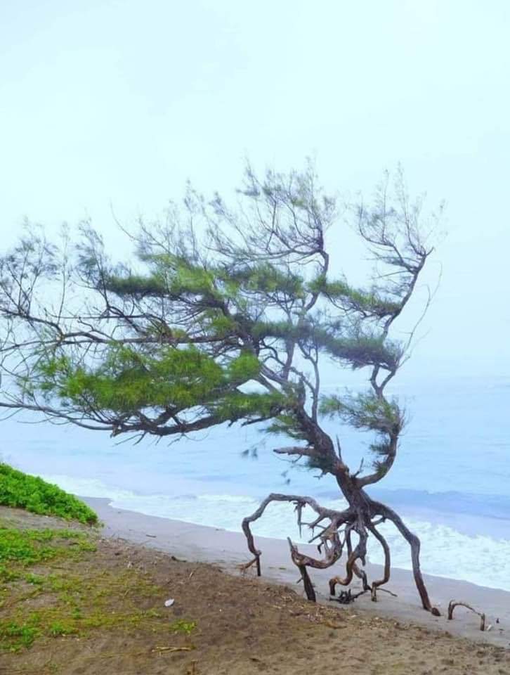ComplotsFaciles's tweet photo. Rare photo d'un arbre qui s'enfuit #NousSachons https://t.co/yqI6dEq69i