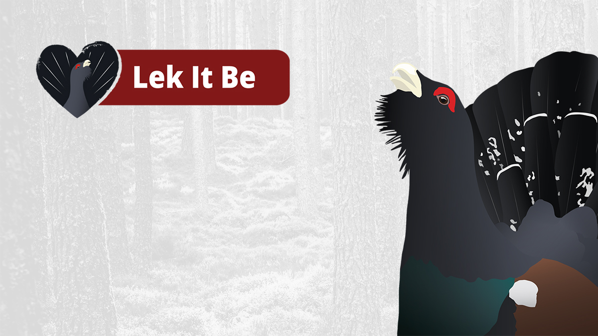 This spring, The Cairngorms Capercaillie Project is urging #birdwatchers, #photographers & #wildlife guides to Lek It Be and not go looking for capercaillie as human disturbance threatens to push the species closer to extinction. Watch the video: tinyurl.com/bdz6h4vz #LekItBe
