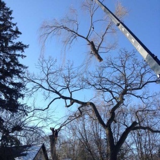 utrees_mpls's tweet image. It’s a bird! It’s a plane! Nope, it’s Urban Tree &amp;amp; Landscape removing a tree by crane. 

#UrbanTree
#Arborist
#ArboristAtWork
#Timber