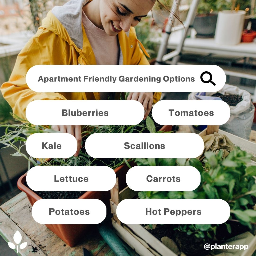 PlanterApp's tweet photo. Do you live in an apartment or a home without a yard?🪴 No matter where you are living, gardening is something you can dabble in. 🫑🥕
Here are a few apartment-friendly plants you can grow on your balcony!🤩

Read the full blog here https://t.co/4TBsdDpQJ9 

#gardening #veggie https://t.co/dFPjHQwTsO