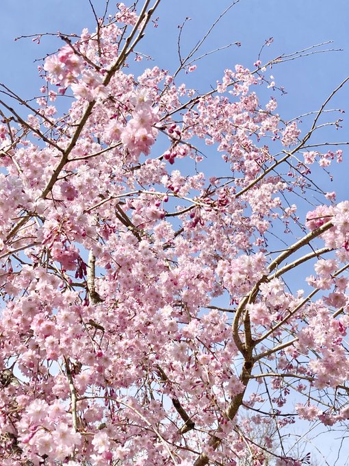 春ですね!桜が満開だ〜!!! 