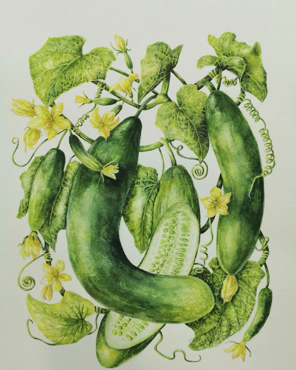 Cucumber 🥒
Dhivehi name - Bodu kekuri
Scientific name - Cucumis sativus

#watercolor #botanicalillustration #botanicalart #illustration  #cucumber #bodukekuri #cucumissativus