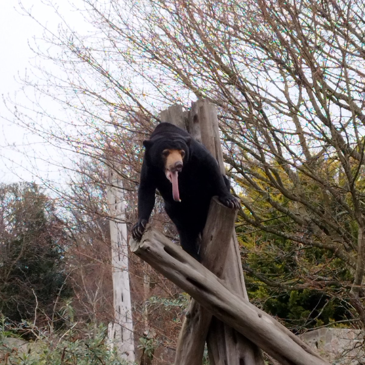 Sun Bears UK tweet media