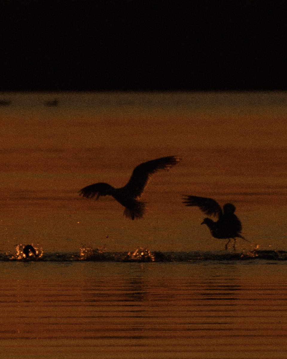 Golden hour moments from Lofoten