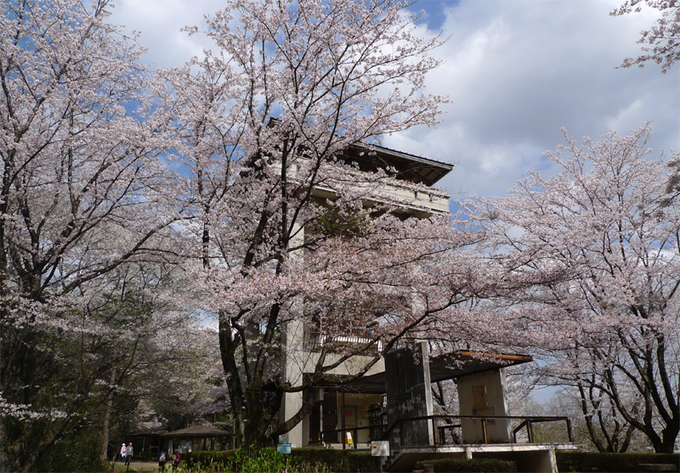 #ヤマノススメ 百六十三合目の桜山展望台。今日の様子です。満開の桜。桜山の名前に負けません。ちょっと散りはじめて時折花吹