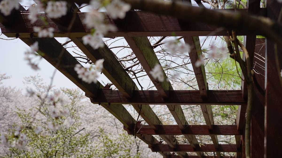 AliceEiga's tweet photo. (❁´◡`❁)*✲ﾟ*久违的晴天🌞，和大家一起去看了樱花~🌸 https://t.co/PWNtoYvIrD