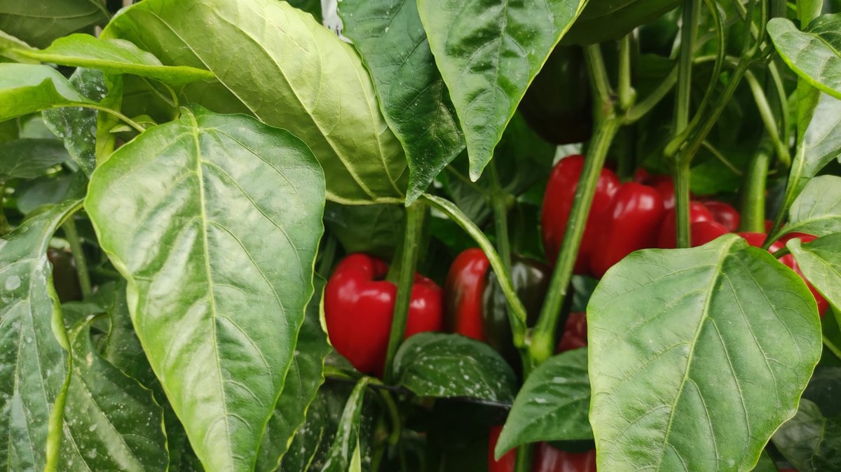 El coste medio de la producción de #pimiento 🫑 en invernadero aumenta un 26% en las dos últimas campañas, según <a href="/ASAJAAlmeria/">ASAJA Almeria</a> 
▶️ fhalmeria.com/noticia-33421-…