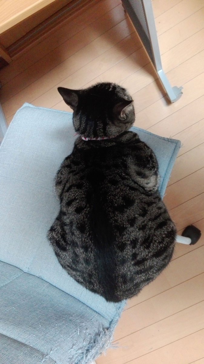 ote2nigi2's tweet photo. おニギちびは、おデブちびに
#猫のいる幸せ #保護猫　#キジトラ　#ツンデレ注意報　#お手てニギニギ https://t.co/JJX2WLCPEq