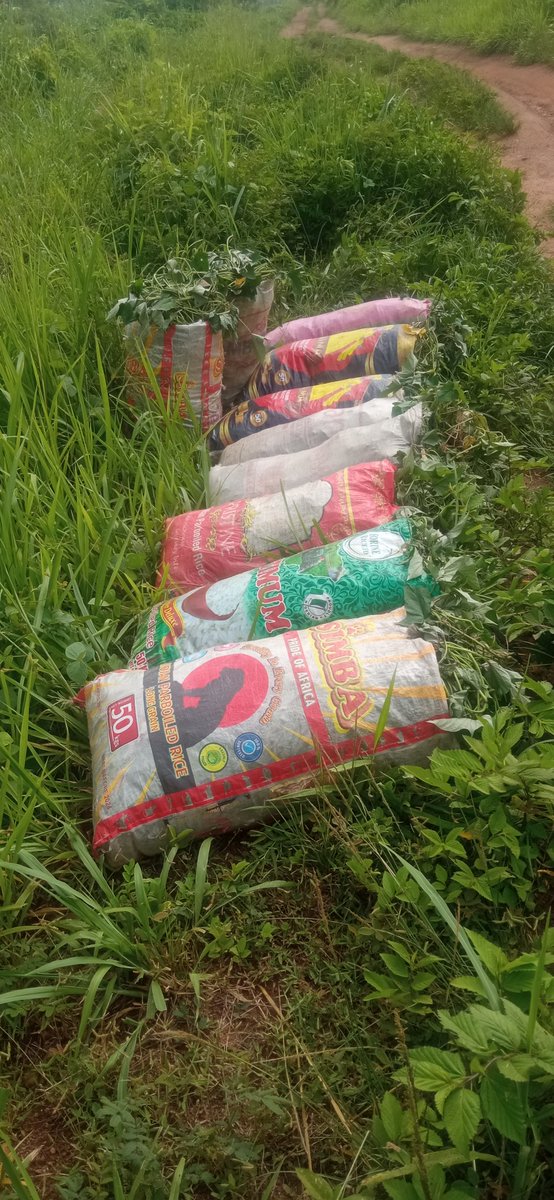 Sanusi Yūsuf (cassava stem plug) tweet media