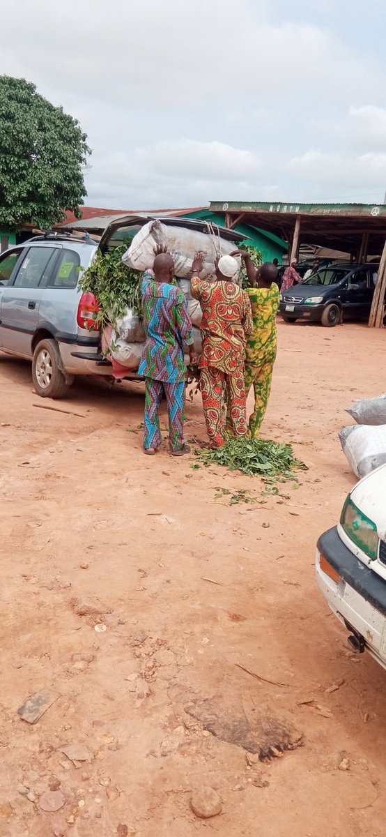 Sanusi Yūsuf (cassava stem plug) tweet media