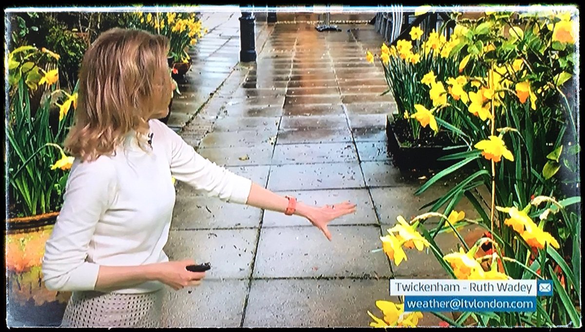 ruths_gallery's tweet photo. Thank you @SallyWeather for featuring my photos of the gorgeous displays of daffodils at Crusader Travel Twickenham for the weather forecast on @thismorning 

Enjoy your day and thanks for making my day so special x https://t.co/EfUY5a3UZA