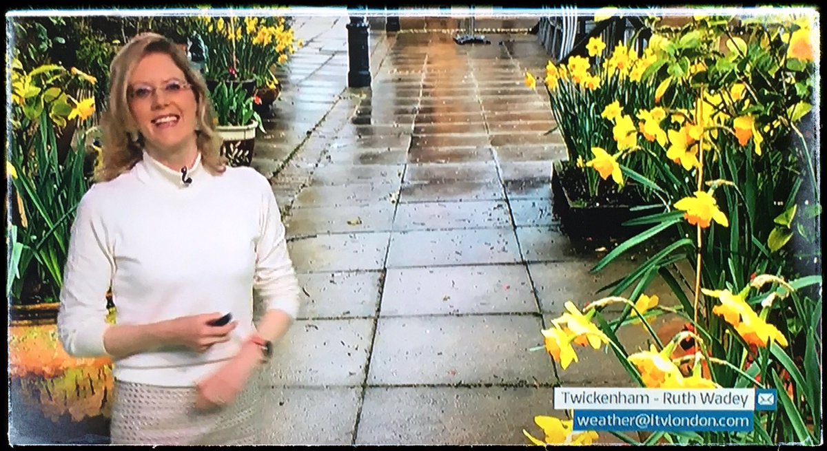 ruths_gallery's tweet photo. Thank you @SallyWeather for featuring my photos of the gorgeous displays of daffodils at Crusader Travel Twickenham for the weather forecast on @thismorning 

Enjoy your day and thanks for making my day so special x https://t.co/EfUY5a3UZA